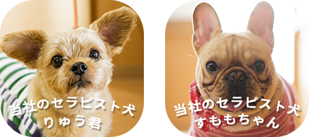 当社のセラピスト犬　りゅう君 すももちゃん